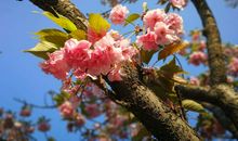 樱花树下_2000字