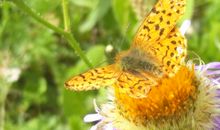 徊染雪（第一章）_800字