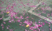 花落魔尊_2000字