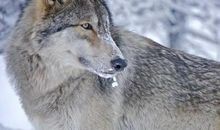 狼种的狼王（五）命运的羁绊_1000字