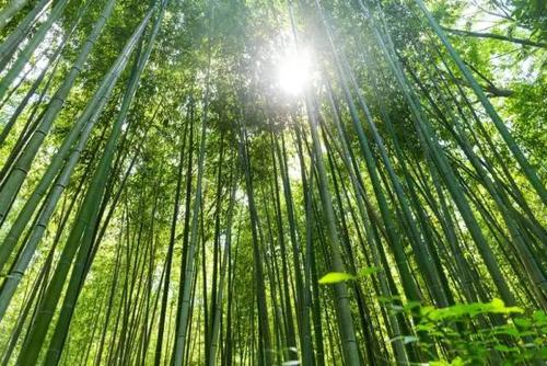 第1章竹林遇到_1500字