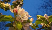 朝暮之花会开放（七）_1000字