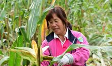 我帮妈妈掰玉米_650字