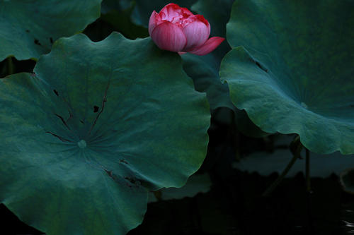 1别_ _1200字