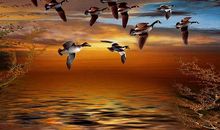 余辉中的大雁_800字