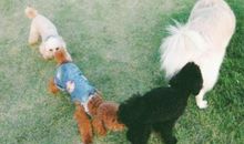 爱情后面有只狗_800字