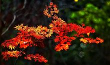 枫叶的倾诉（一）_2000字