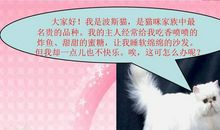波斯猫找到了快乐_800字