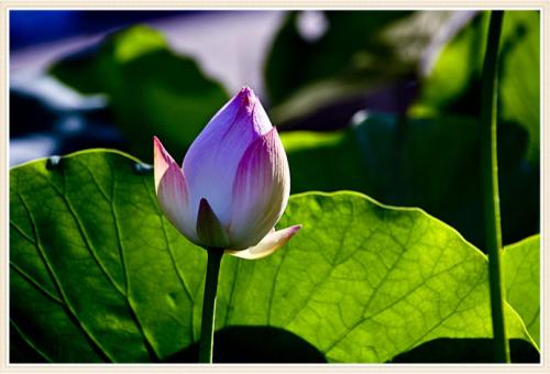 美妙的莲花，为此，绽放_800字