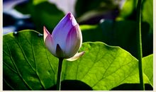 妙法莲花，为此而绽_800字