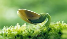 叶子的生命_500字