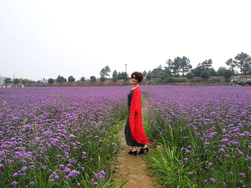 陌生人的鲜花，老人返回_400字