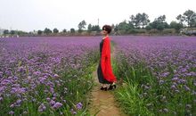 陌上花开，故人归来_400字