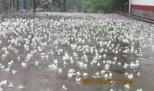 花落知多少（一）_1000字