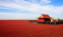 家乡的风景——红海滩_250字