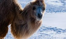 雪——飞扬_550字