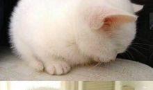 可爱的小猫咪咪_450字