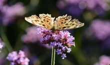 蝴蝶飞呀，故事里的夏天。_900字