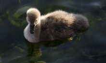 温馨一家亲_1500字