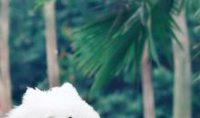 会飞的宠物3_350字