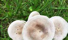 多姿多彩的春天_250字