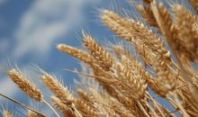 家乡的麦田_400字