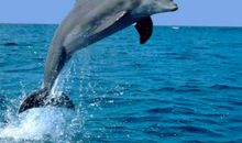 泪水与海洋_100字