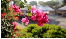 美丽的青春之花_900字