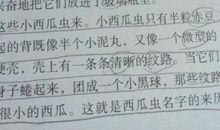 【微作文】我最喜欢的动物——狐狸_150字