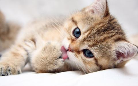 [微文本]可爱的小猫_150字