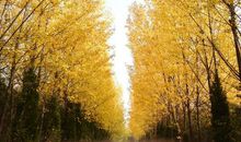 长安未央_3000字