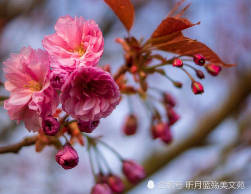 过去的香水_1200字
