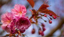 往事芬芳_1200字