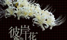 彼岸花【1】_500字