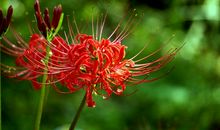 彼岸花【5】_900字