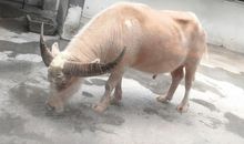 血色玫瑰殇 第一章 初见_1200字