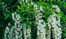 那年，槐花依旧（四）_900字