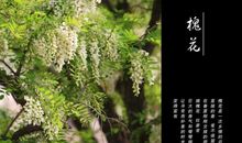 那年，槐花依旧（五）_1500字