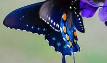 蝴蝶为花碎，花却随风飞_650字