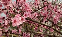 家乡的一年四季_500字