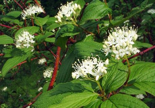 再次绽放_2000字