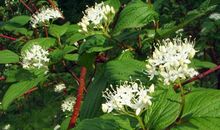 再次绽放的花蕾_2000字