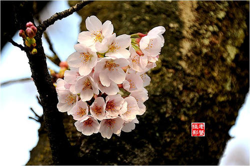 樱花（ - ）_ 400字