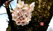 樱花遗落（—)_400字