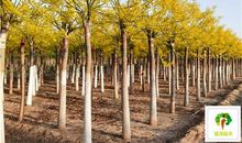 朝暮不虚实（完）_3000字