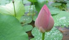 雨·朦胧（第一章）_1200字