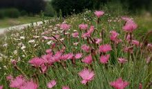 梁园日暮乱飞鸦，极目萧条三两家。