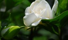 栀子花开六月间（第一章）_2000字