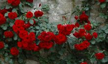 百啭无人能解，因风飞过蔷薇。