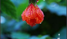 植物之情——读《不知道的世界-植物篇》有感_900字